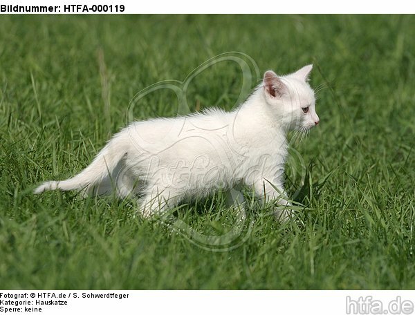 weißes Kätzchen / white kitten / HTFA-000119
