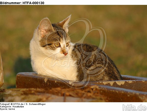 Hauskatze im Abendlicht / domestic cat / HTFA-000130