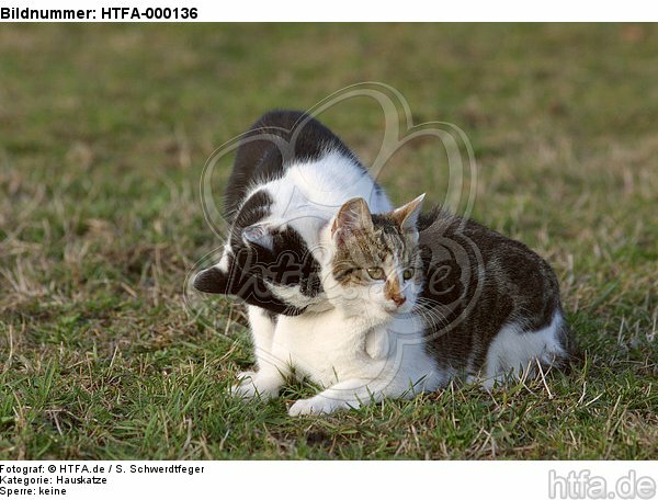spielende Hauskatzen / playing domestic cats / HTFA-000136