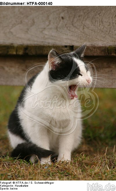 gähnende Hauskatze / yawning domestic cat / HTFA-000140