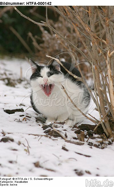 gähnende Hauskatze / yawning domestic cat / HTFA-000142