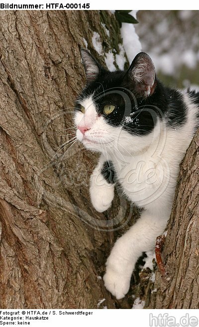kletternde Hauskatze / climbing domestic cat / HTFA-000145