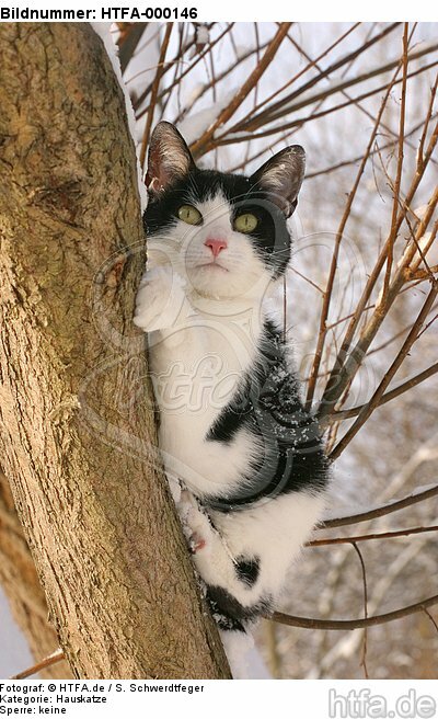 kletternde Hauskatze / climbing domestic cat / HTFA-000146