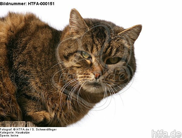 liegende Hauskatze / lying domestic cat / HTFA-000151