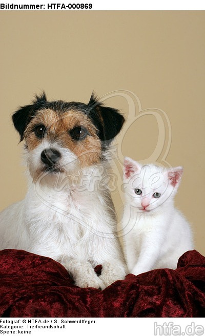 Parson Russell Terrier und Kätzchen / parson russell terrier and kitten / HTFA-000869