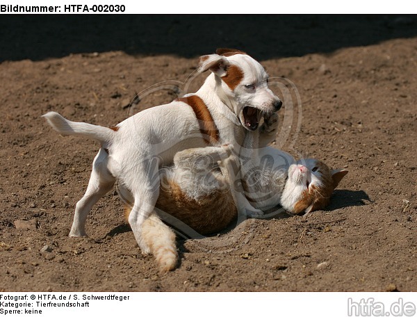 Jack Russell Terrier und Katze / jack russell terrier and cat / HTFA-002030