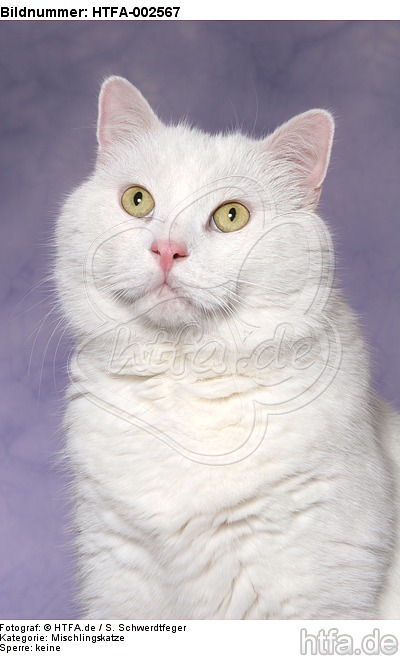 Mischlingskatze / domestic cat / HTFA-002567