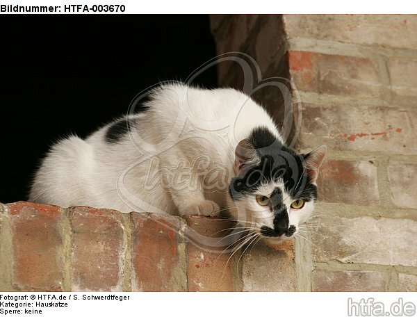 Hauskatze / domestic cat / HTFA-003670