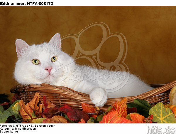liegender weißer BKH-Mix / lying white domestic cat / HTFA-008173