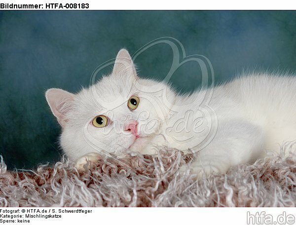 liegender weißer BKH-Mix / lying white domestic cat / HTFA-008183
