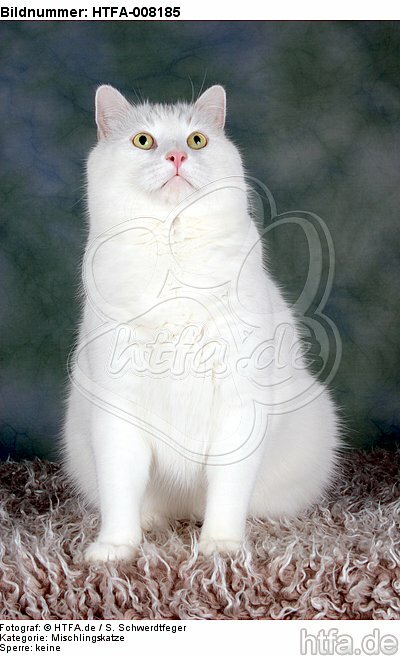 sitzender weißer BKH-Mix / sitting white domestic cat / HTFA-008185