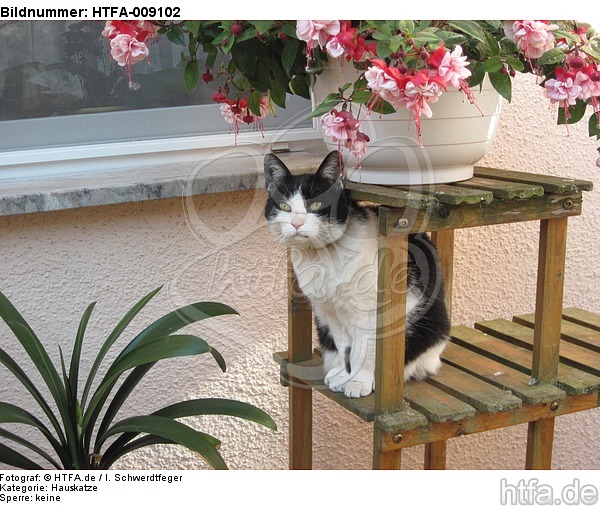 sitzende Hauskatze / sitting domestic cat / HTFA-009102