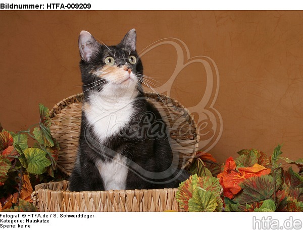 sitzende Hauskatze / sitting domestic cat / HTFA-009209