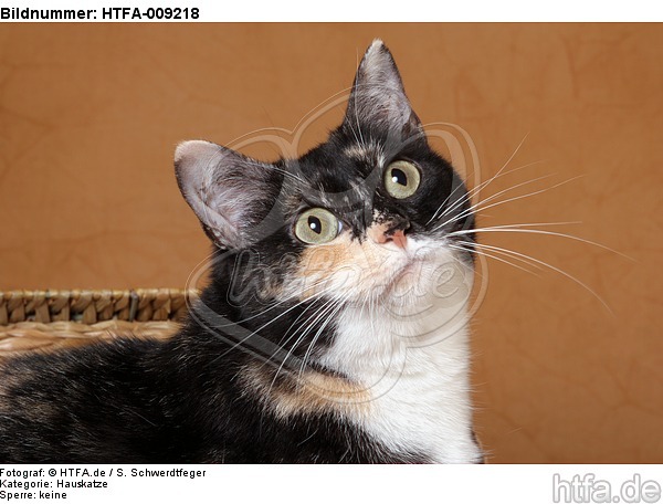 Hauskatze Portrait / domestic cat portrait / HTFA-009218
