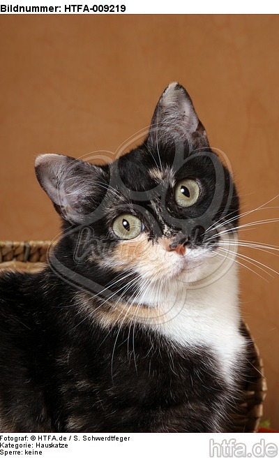 Hauskatze Portrait / domestic cat portrait / HTFA-009219