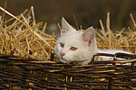 weiße Hauskatze im Strohkorb / white domestic cat