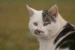 Hauskatze Portrait / domestic cat portrait