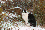 Hauskatze im Winter / domestic cat in winter