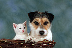 Parson Russell Terrier und Kätzchen / parson russell terrier and kitten