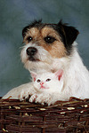 Parson Russell Terrier und Kätzchen / parson russell terrier and kitten