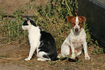 Jack Russell Terrier und Katze / jack russell terrier and cat
