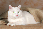 liegender weißer BKH-Mix / lying white domestic cat