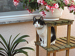 sitzende Hauskatze / sitting domestic cat