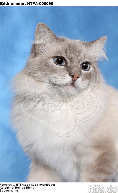 Heilige Birma / sacred birman / HTFA-005096