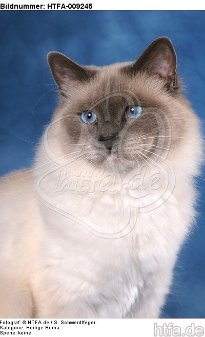 Heilige Birma Portrait / Sacred Birman portrait / HTFA-009245