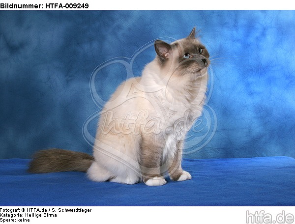 sitzende Heilige Birma / sitting Sacred Birman / HTFA-009249