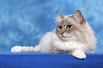 Heilige Birma / sacred birman