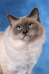 Heilige Birma Portrait / Sacred Birman portrait