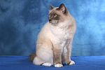 sitzende Heilige Birma / sitting Sacred Birman