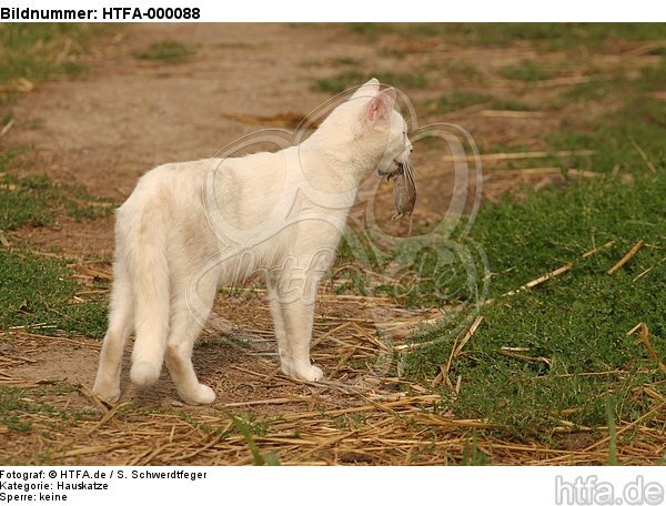 Hauskatze mit Maus / domestic cat with mouse / HTFA-000088