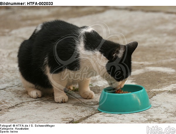 Hauskatze / domestic cat / HTFA-002033