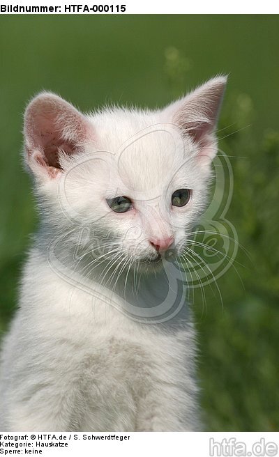 Kätzchen Portrait / kitten portrait / HTFA-000115