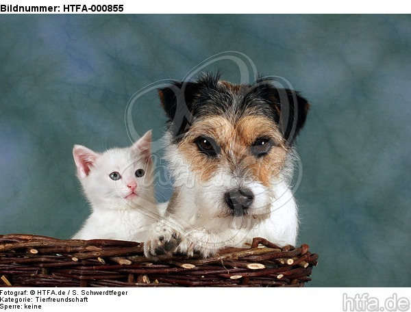 Parson Russell Terrier und Kätzchen / parson russell terrier and kitten / HTFA-000855