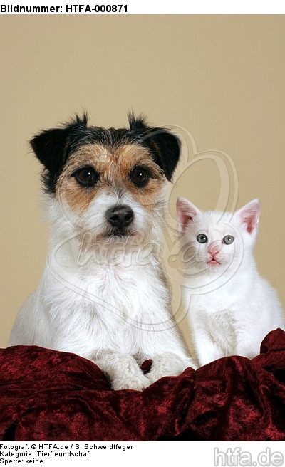 Parson Russell Terrier und Kätzchen / parson russell terrier and kitten / HTFA-000871