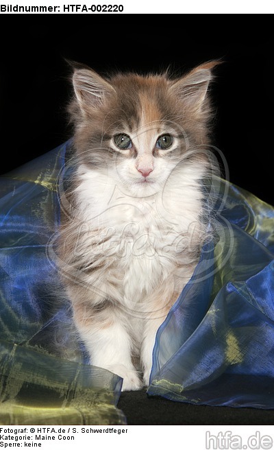 Maine Coon Kätzchen / maine coon kitten / HTFA-002220