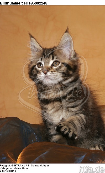 Maine Coon Kätzchen / maine coon kitten / HTFA-002248