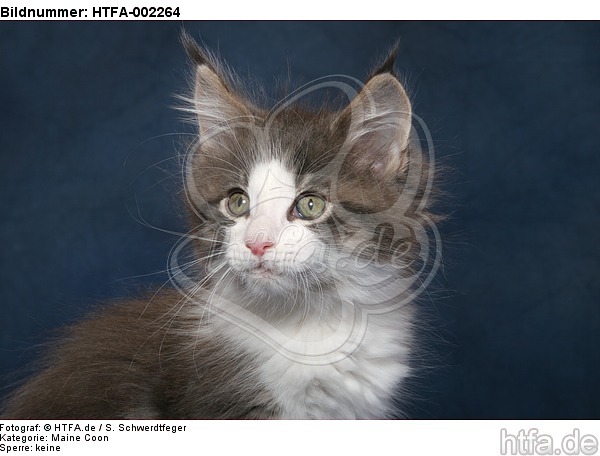 Maine Coon Kätzchen / maine coon kitten / HTFA-002264