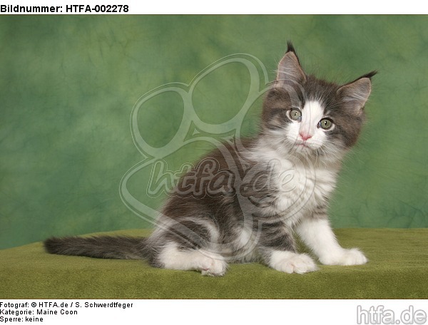 Maine Coon Kätzchen / maine coon kitten / HTFA-002278