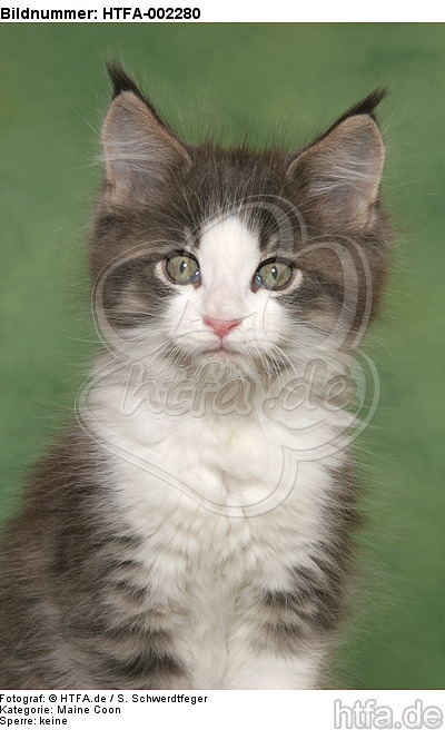 Maine Coon Kätzchen / maine coon kitten / HTFA-002280