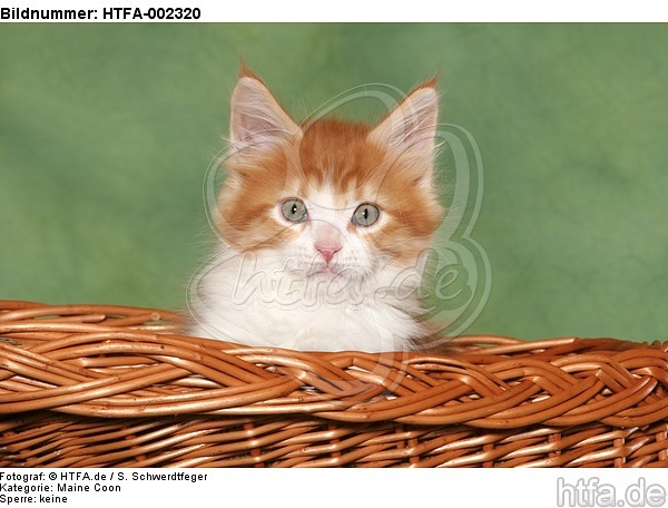 Maine Coon Kätzchen / maine coon kitten / HTFA-002320