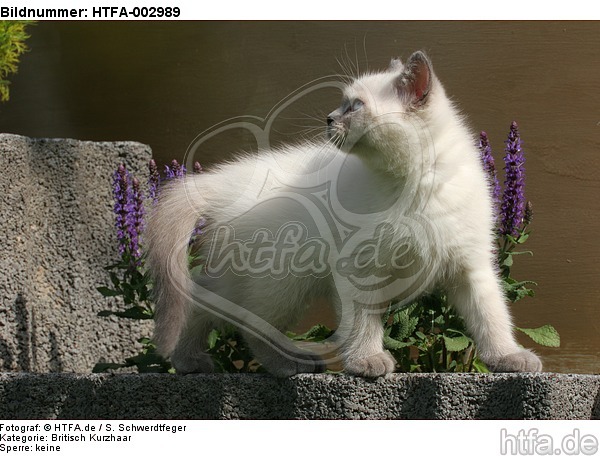 Britisch Kurzhaar Kätzchen / british shorthair kitten / HTFA-002989