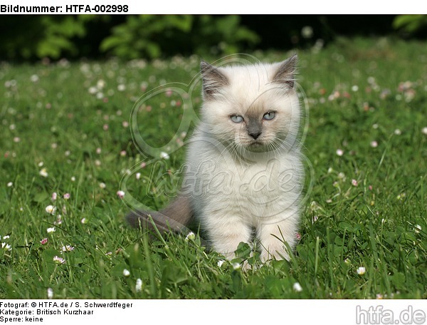 Britisch Kurzhaar Kätzchen / british shorthair kitten / HTFA-002998