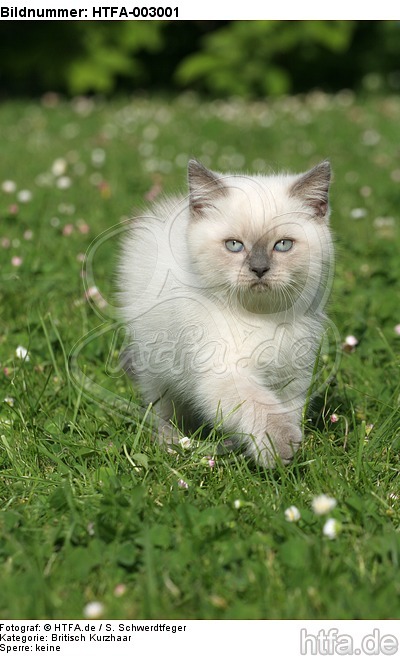Britisch Kurzhaar Kätzchen / british shorthair kitten / HTFA-003001