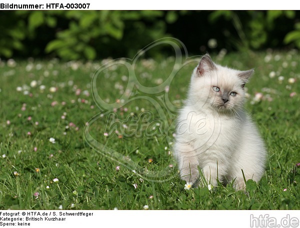 Britisch Kurzhaar Kätzchen / british shorthair kitten / HTFA-003007