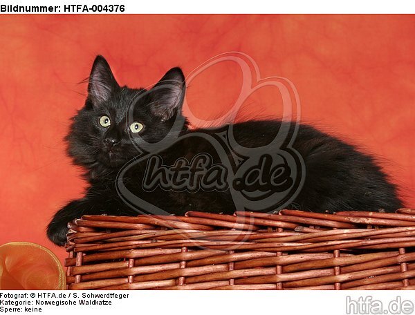 Norwegische Waldkatze Kätzchen / norwegian forestcat kitten / HTFA-004376