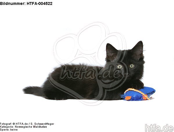 Norwegische Waldkatze Kätzchen / norwegian forestcat kitten / HTFA-004522